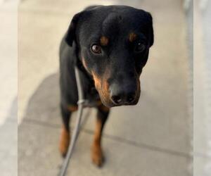 Rottweiler-Unknown Mix Dogs for adoption in Texas City, TX, USA