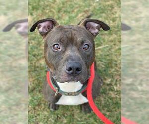 American Pit Bull Terrier Dogs for adoption in Derwood, MD, USA