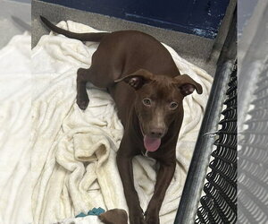 Labrador Retriever-Unknown Mix Dogs for adoption in Sterling, MA, USA