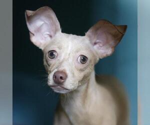Chihuahua-Unknown Mix Dogs for adoption in San Antonio, TX, USA