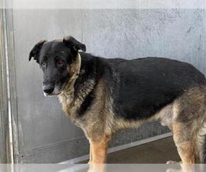 German Shepherd Dog Dogs for adoption in Camarillo, CA, USA