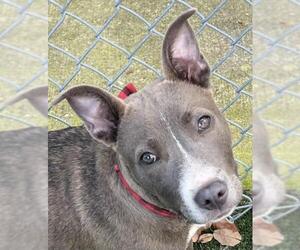 American Pit Bull Terrier-Unknown Mix Dogs for adoption in Texas City, TX, USA