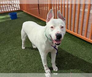 Dogo Argentino-Unknown Mix Dogs for adoption in Las Vegas, NV, USA