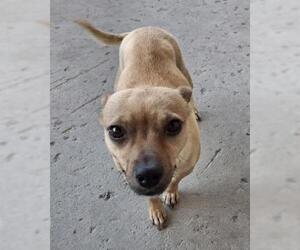 Chihuahua Dogs for adoption in Bakersfield, CA, USA
