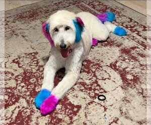 Poodle (Standard)-Unknown Mix Dogs for adoption in Grafton, WI, USA