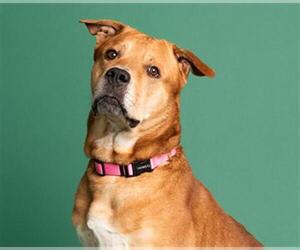 Chesapeake Bay Retriever-Unknown Mix Dogs for adoption in Fort Lauderdale, FL, USA