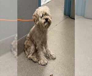 Maltese-Unknown Mix Dogs for adoption in Las Vegas, NV, USA