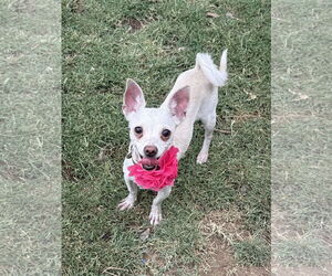 Chihuahua-Unknown Mix Dogs for adoption in Phoenix, AZ, USA