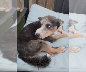 Poodle (Miniature)-Unknown Mix Dogs for adoption in San Diego , CA, USA
