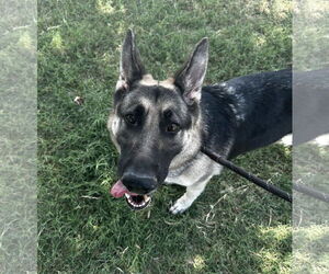 German Shepherd Dog-Unknown Mix Dogs for adoption in Rowlett, TX, USA