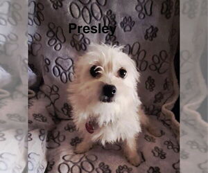 Mutt Dogs for adoption in Colorado Springs, CO, USA