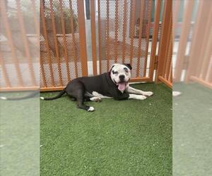 Bulldog-Unknown Mix Dogs for adoption in Las Vegas, NV, USA