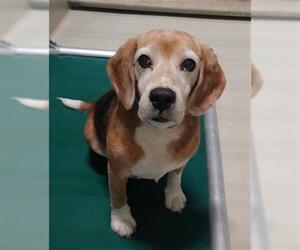 Beagle Dogs for adoption in Bakersfield, CA, USA