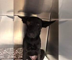 Mutt Dogs for adoption in New York, NY, USA