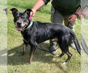 Shepweiller Dogs for adoption in Rustburg, VA, USA