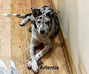 Catahoula Leopard Dog-Unknown Mix Dogs for adoption in Topeka, KS, USA