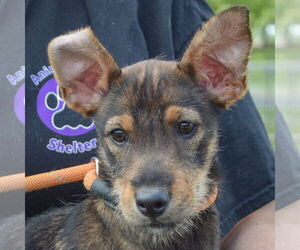 Greyhound-Unknown Mix Dogs for adoption in Huntley, IL, USA