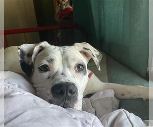 American Pit Bull Terrier Dogs for adoption in Stockton, CA, USA