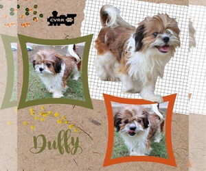 Shih Tzu Dogs for adoption in Lindsay, CA, USA