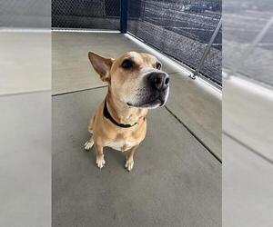 Labrador Retriever-Unknown Mix Dogs for adoption in Canfield, OH, USA