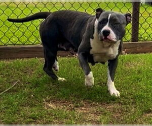 Mutt Dogs for adoption in Grovetown, GA, USA