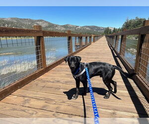 Labrador Retriever-Unknown Mix Dogs for adoption in Woodland Hills, CA, USA