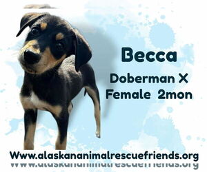 Doberman Pinscher-Unknown Mix Dogs for adoption in Anchorage, AK, USA