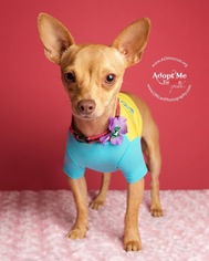 Chiweenie Dogs for adoption in Anoka, MN, USA