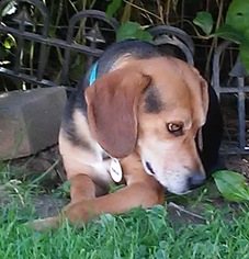 Small Beagle-Coonhound Mix