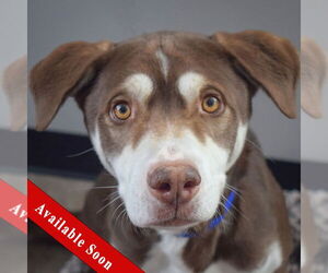 Chocolate Labrador retriever-Huskies Mix Dogs for adoption in Huntley, IL, USA