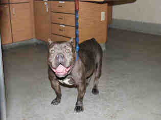 Staffordshire Bull Terrier Dogs for adoption in Modesto, CA, USA
