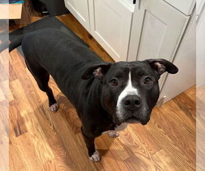 American Pit Bull Terrier-Unknown Mix Dogs for adoption in Oakhurst, NJ, USA