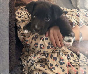 Mutt Dogs for adoption in Woodbury, NY, USA