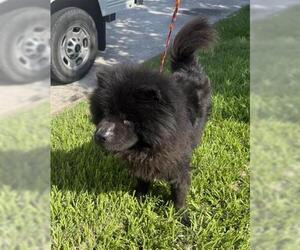 Chow Chow Dogs for adoption in Houston, TX, USA
