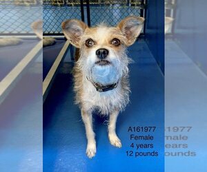 Chihuahua-Unknown Mix Dogs for adoption in Calgary, Alberta, Canada