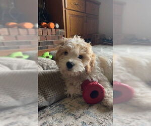 Cavalier King Charles Spaniel Dogs for adoption in Wheaton, IL, USA
