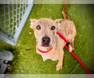 Mutt Dogs for adoption in Orlando, FL, USA