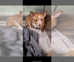 Chihuahua Dogs for adoption in columbia, SC, USA