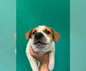 Texas Heeler-Unknown Mix Dogs for adoption in Visalia, CA, USA