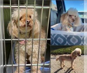 Poodle (Miniature) Dogs for adoption in Jacksonville, FL, USA