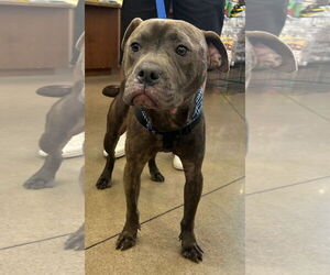 American Pit Bull Terrier-Unknown Mix Dogs for adoption in Germantown, OH, USA