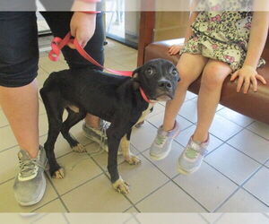 American Pit Bull Terrier-Unknown Mix Dogs for adoption in Ocala, FL, USA