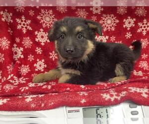 German Shepherd Dog-Unknown Mix Dogs for adoption in HESPERIA, CA, USA