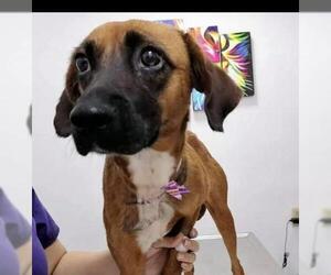 Black Mouth Cur Dogs for adoption in Whitestone, NY, USA