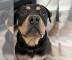 Rottweiler-Unknown Mix Dogs for adoption in Hillsboro, NH, USA