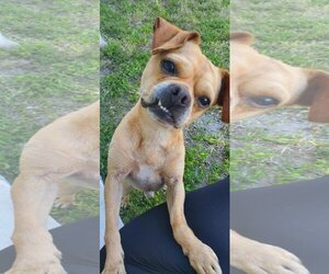 Chug Dogs for adoption in Davie, FL, USA