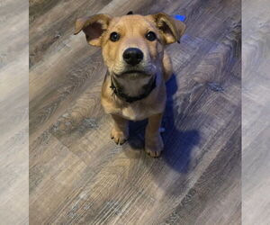Catahoula Leopard Dog-Labrador Retriever Mix Dogs for adoption in Princeton, MN, USA