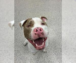 American Pit Bull Terrier Dogs for adoption in Brighton, CO, USA