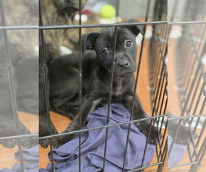 Mutt Dogs for adoption in SHERBURNE, NY, USA