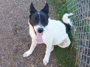 Sheprador Dogs for adoption in Chinook, MT, USA